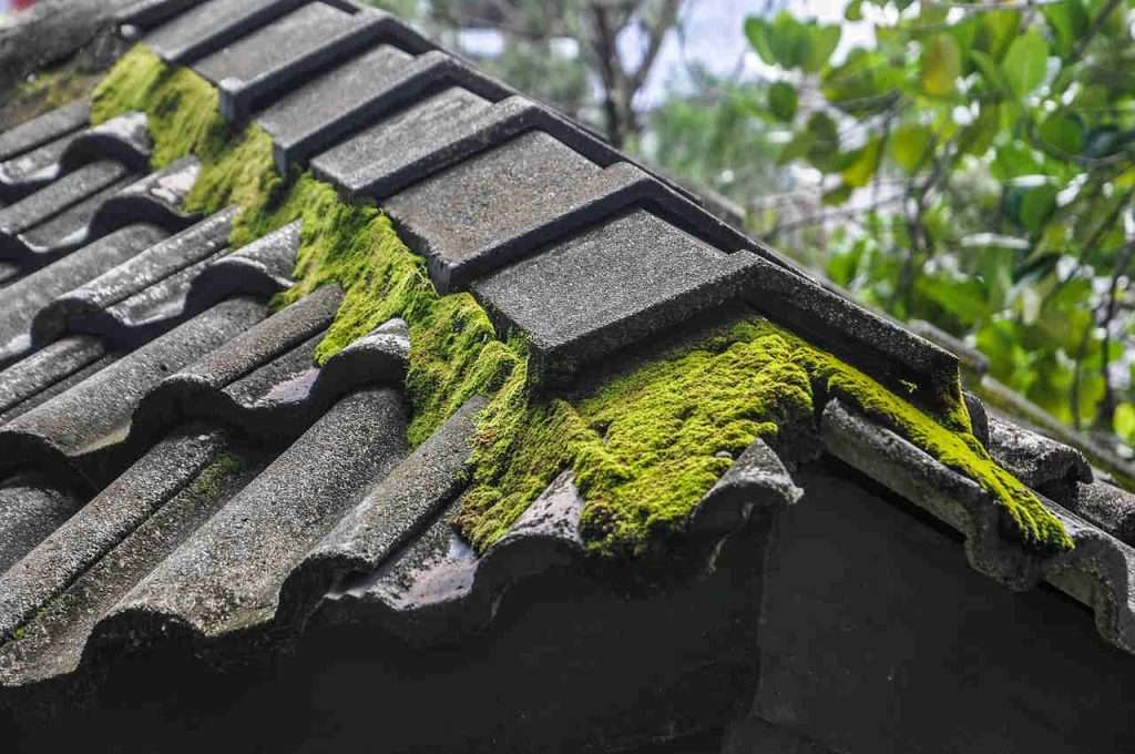 common roofing problems in Abbotsford